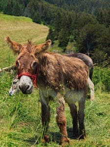 Little Donkey Artwork