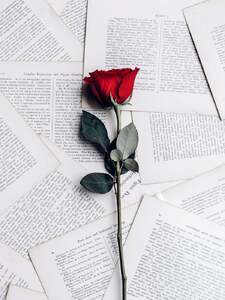 The Rose Copertina
