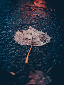 Autumn Rain Artwork