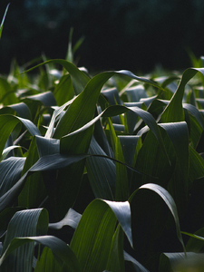 A Green Cornfield Artwork