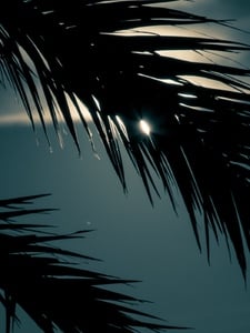 Moonlight Bay Artwork