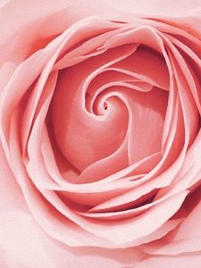 I'd Rather Have Roses (Than Riches) Artwork
