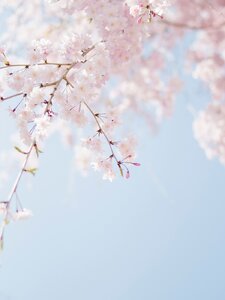 Spring Never Came Around This Year Artwork