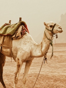 The Automatic Camel Copertina