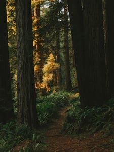 The Forgotten Forest Pochette