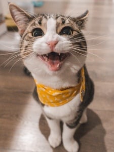 El Gato (The Cat) Artwork