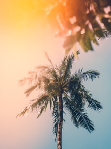 Sumer Is icumen in Artwork