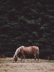 I Break Horses Not Hearts Artwork
