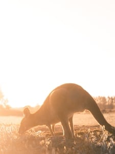 Kangaroos Artwork