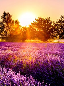A Year in Provence Theme Artwork