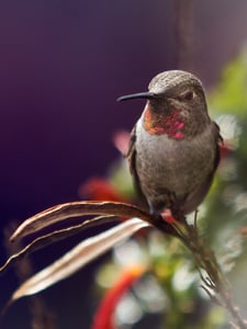 A Nightingale Sang In Berkeley Square Copertina