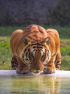 Eye Of The Tiger Artwork