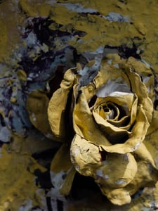 The Yellow Rose of Texas Copertina