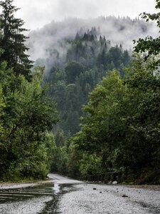 Morning Mist Artwork