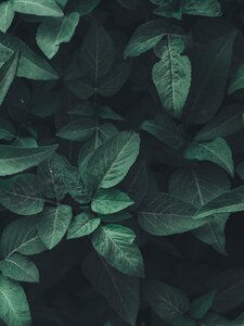 Lullaby Of The Leaves Pochette