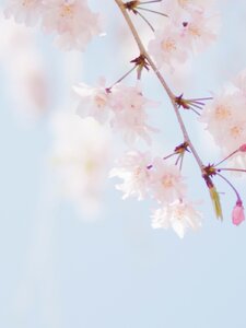 Some Other Spring Copertina
