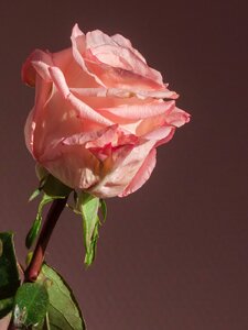 Melody Of Love Artwork