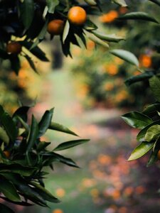 For Clementine Pochette