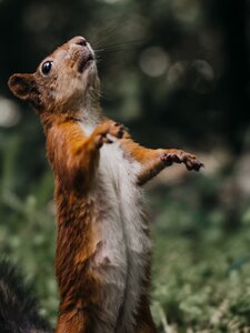 Perri Copertina